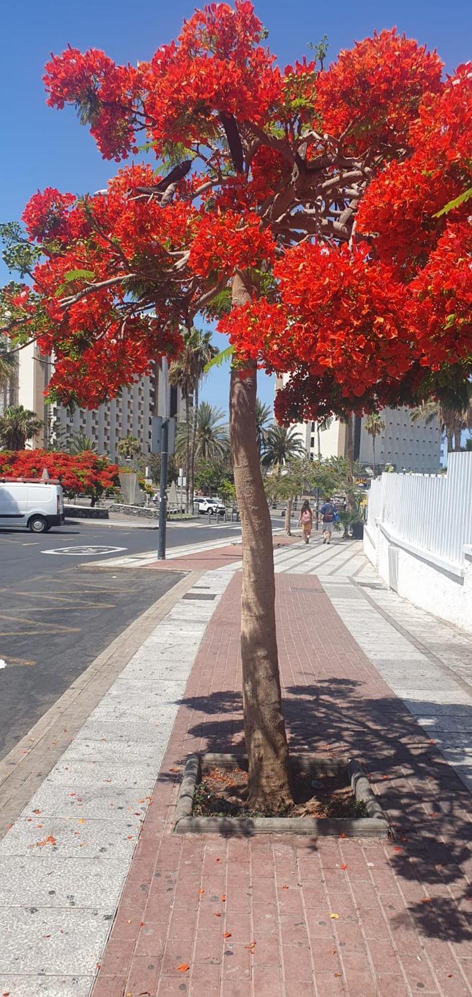 Wonderful White Appartament In Las Tortugas Playa de las Americas  Exterior photo